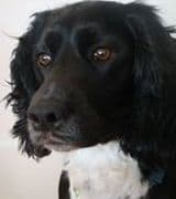 Keith C Nilsen profile picture