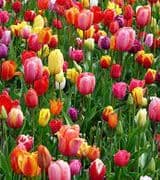 Hanna Karcho-Polselli profile picture