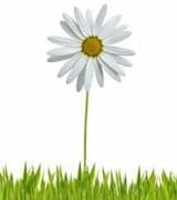 Missy Phillips profile picture