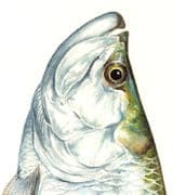 David Lohse profile picture